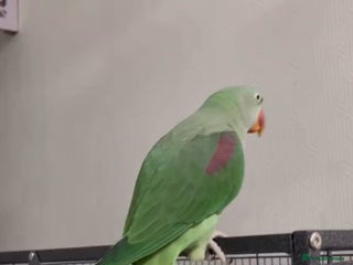 Parrots birds Baby tamed alexandrine talking parrot - Advert 1