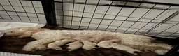 Cavapoo dogs for sale: 6 beautiful Cavapoo puppies - Advert 16