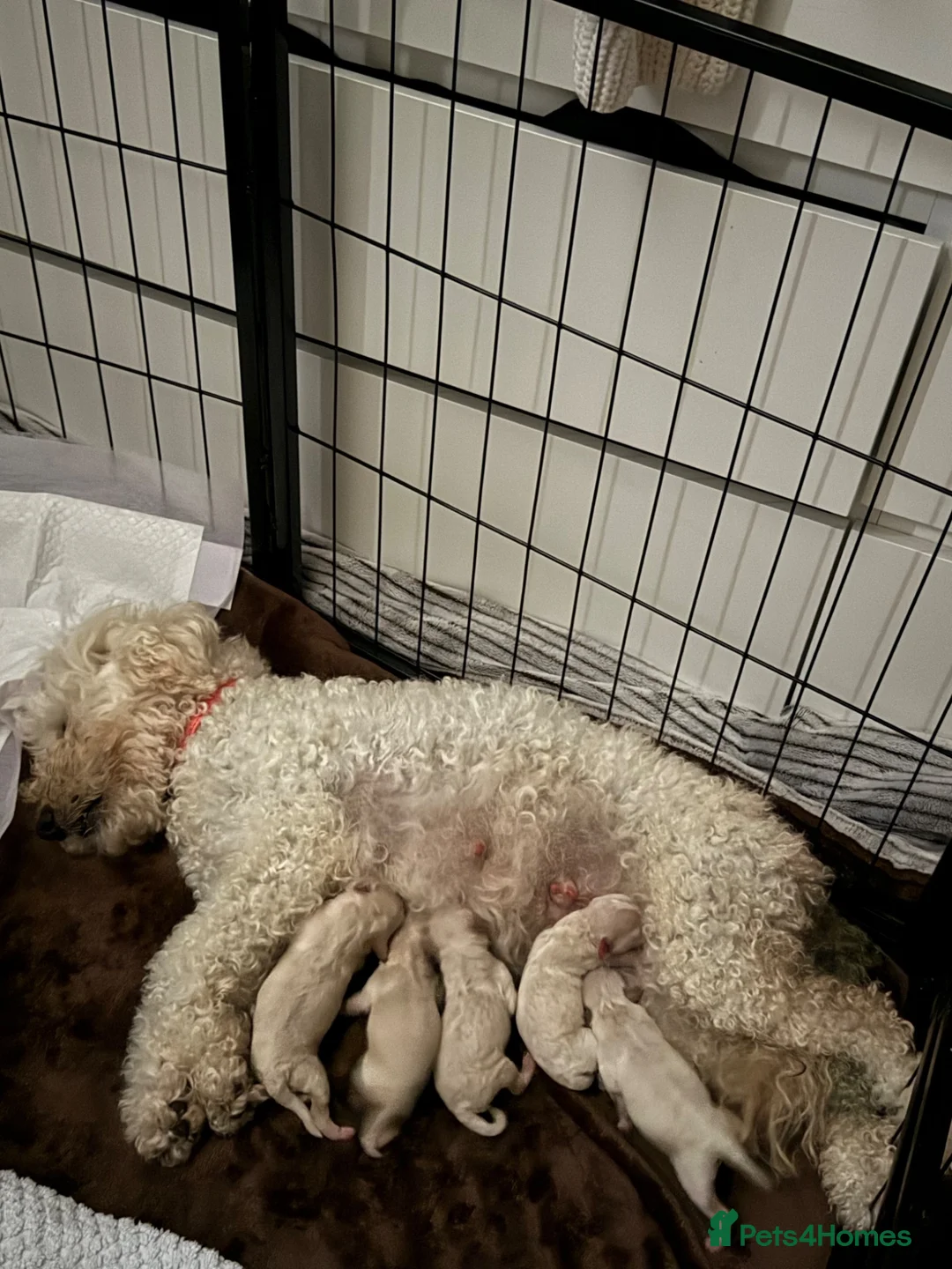 Cavapoo dogs for sale: 6 beautiful Cavapoo puppies - Advert 16
