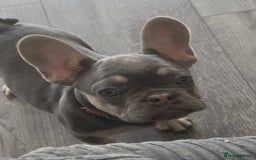 French Bulldog dogs for sale: French Bulldog 1 Fur Baby ‼️PRICE DROP £750‼️ - Image 8