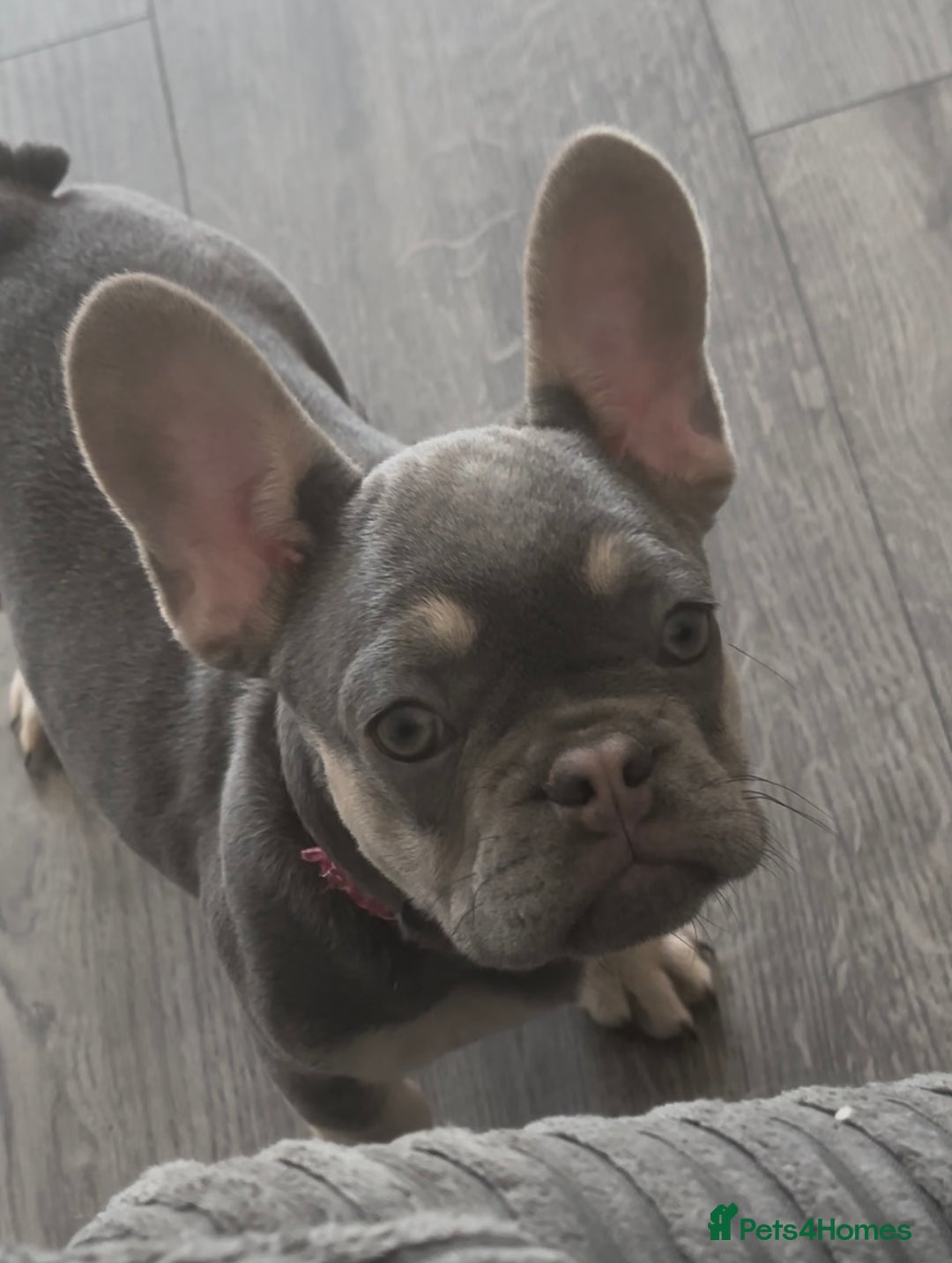 French Bulldog dogs for sale: French Bulldog 1 Fur Baby ‼️PRICE DROP £750‼️ - Image 8