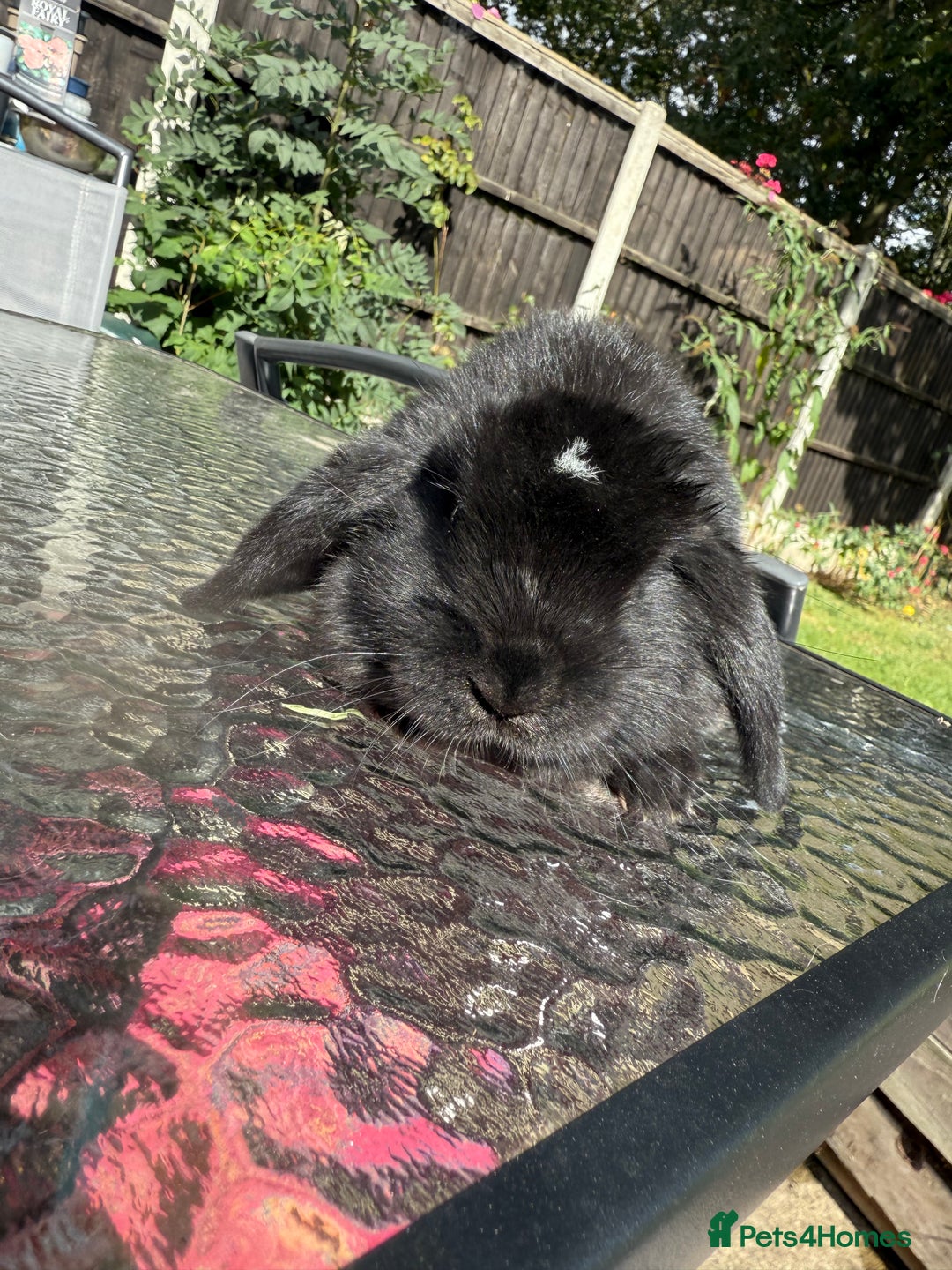 Mini Lop rabbits for sale: 2 stunning young does  - Image 5