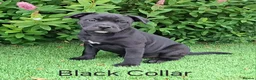 Staffordshire Bull Terrier dogs for sale: Classic Staffordshire Bull Terrier Puppies  - Advert 3