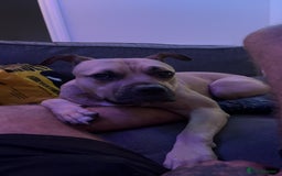 Mixed Breed dogs for sale: Bull mastiff cross for sale £150 - Image 1