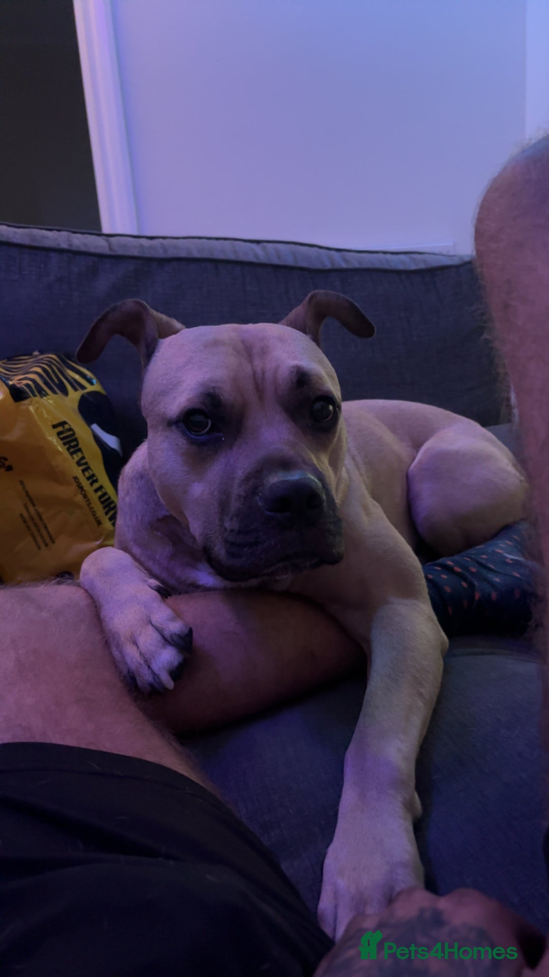 Mixed Breed dogs for sale: Bull mastiff cross for sale £150 - Image 1
