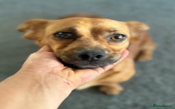 Mixed Breed dogs for adoption: Lovely Luna looking for LOVE - Image 12