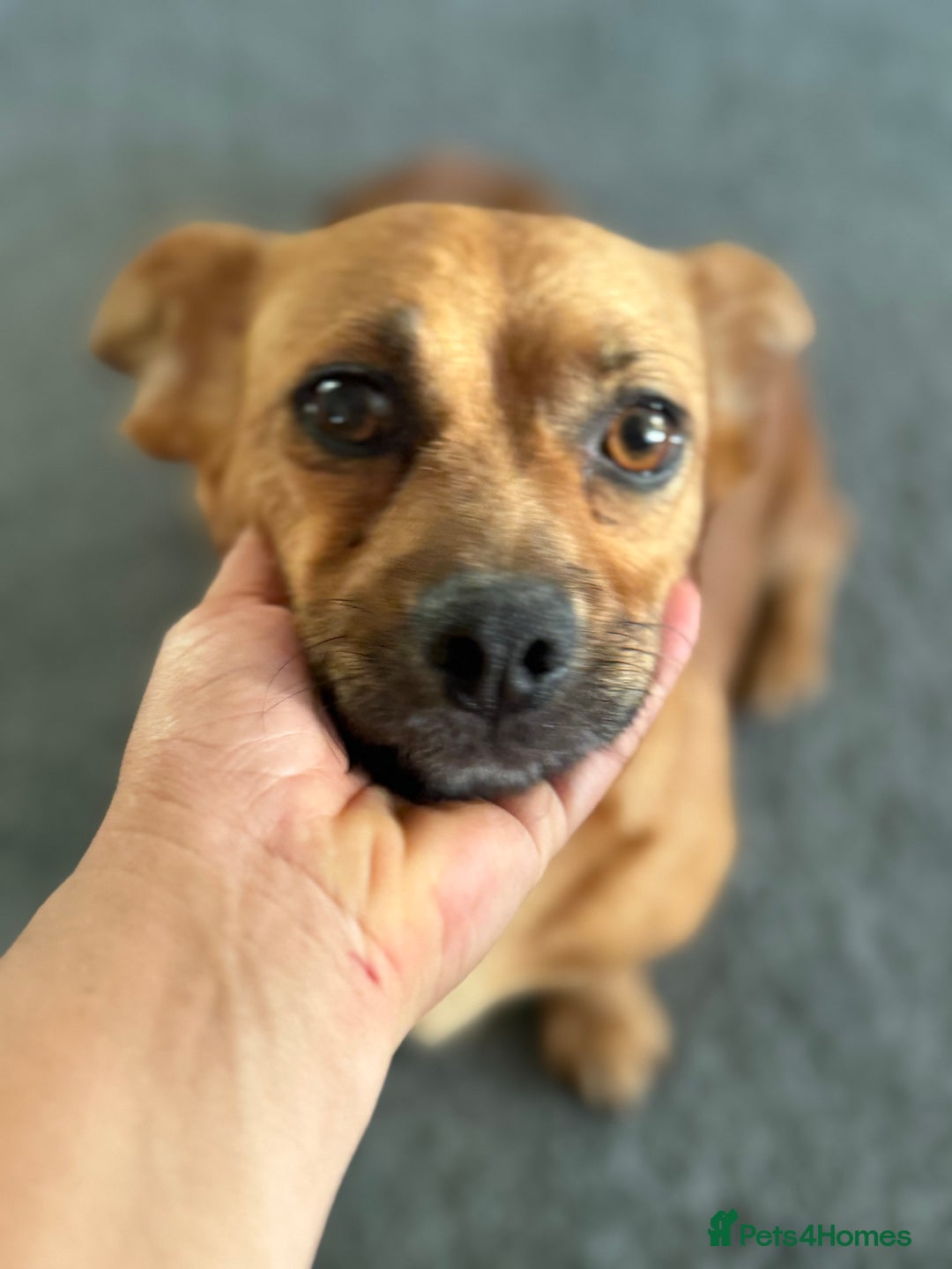 Mixed Breed dogs for adoption: Lovely Luna looking for LOVE - Image 12