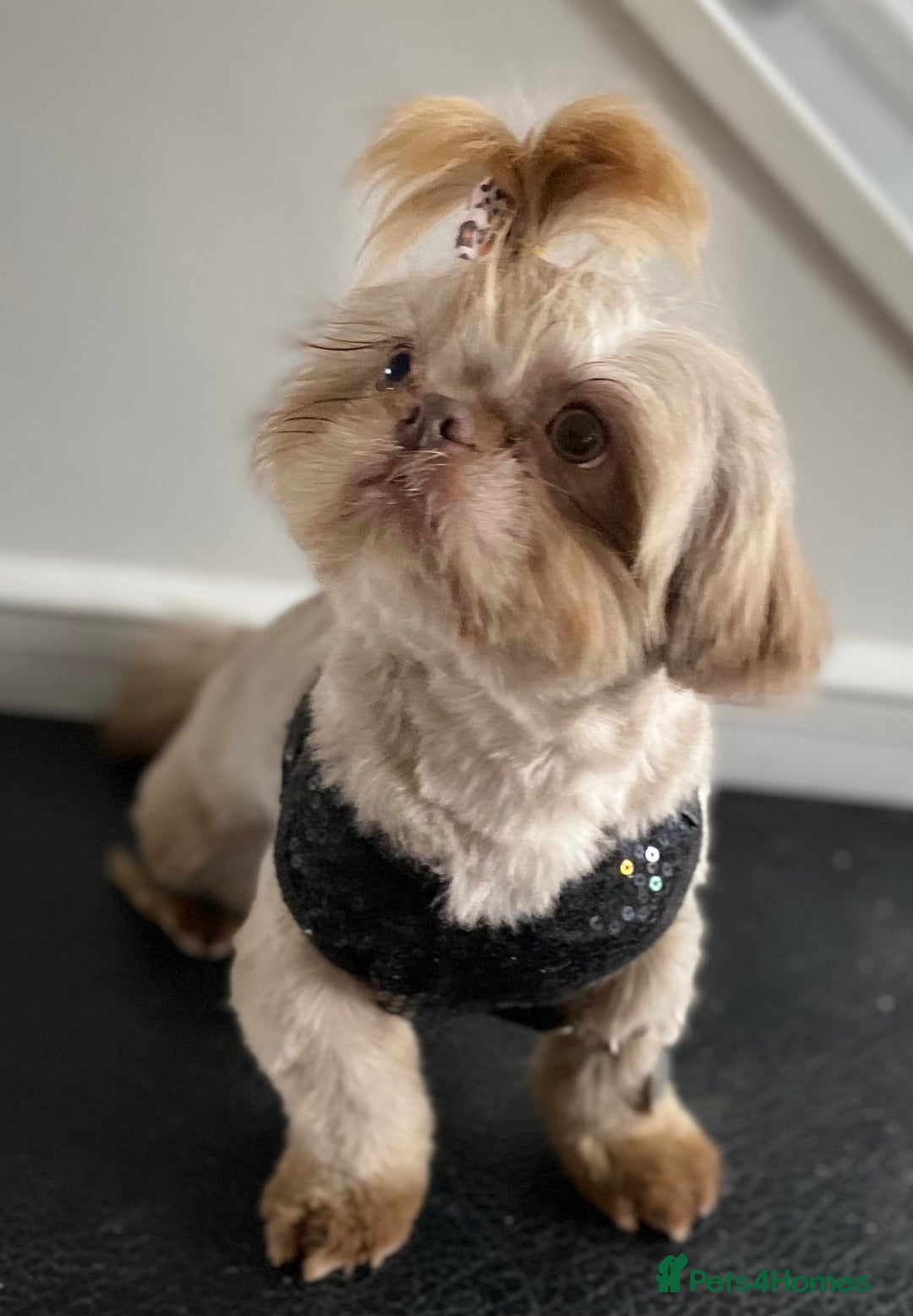 Shih Tzu dogs for stud: KC Lilac Imperial Shih Tzu for Stud in Chislehurst - Advert 1