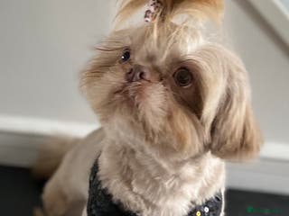 Shih Tzu dogs KC Lilac Imperial Shih Tzu for Stud in Chislehurst - Advert 6