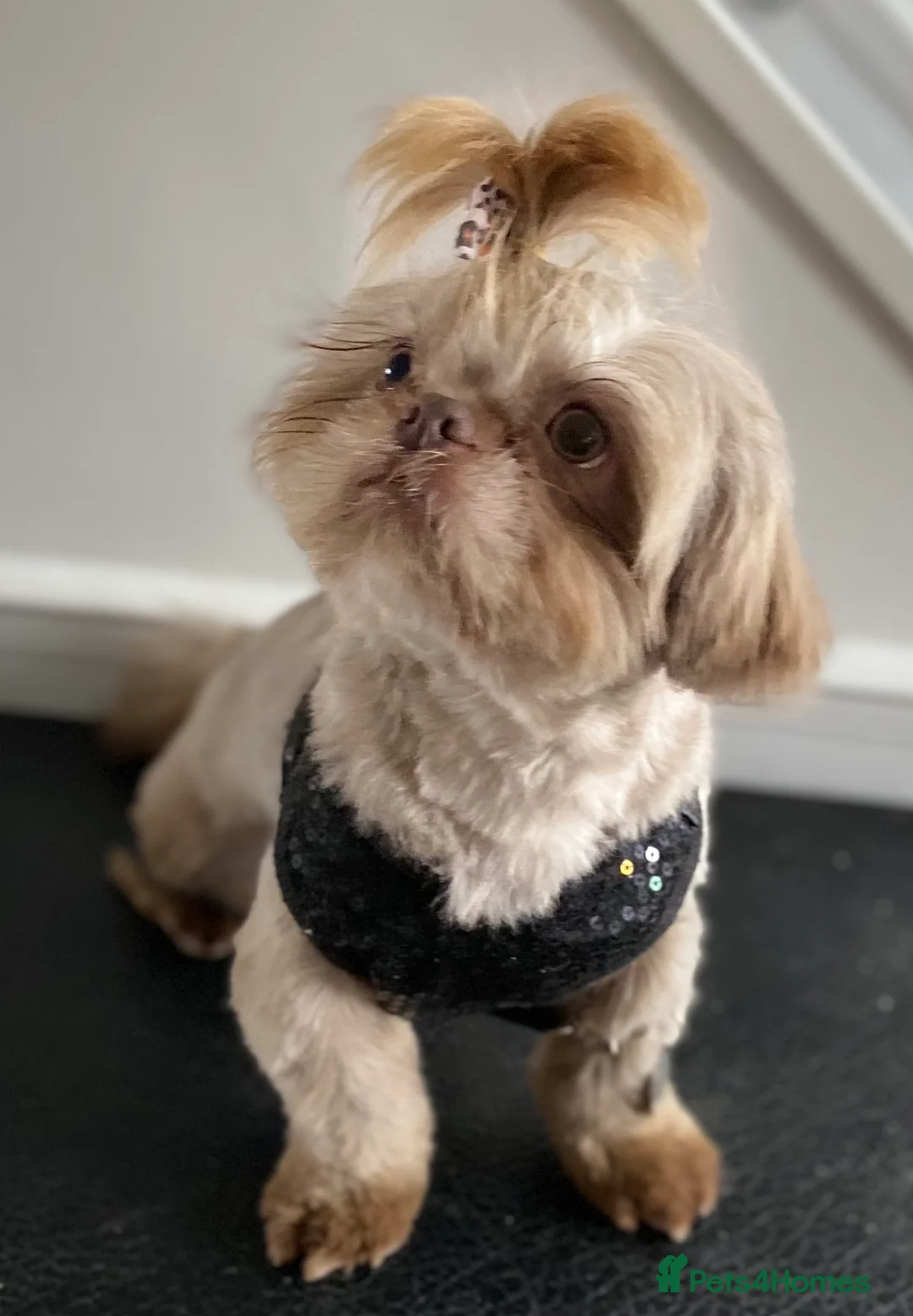 Shih Tzu dogs for stud: KC Lilac Imperial Shih Tzu for Stud in Chislehurst - Advert 1