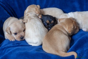 Mixed Breed dogs 🐶 Adorable F1 Frenchie x Cavapoo Pups 🐾 - Advert 16