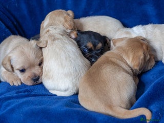 Mixed Breed dogs - Advert 4