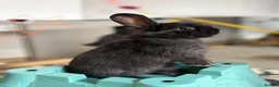Mini Lop rabbits for sale: X 5 black beautiful fluffy mini lops  - Advert 10