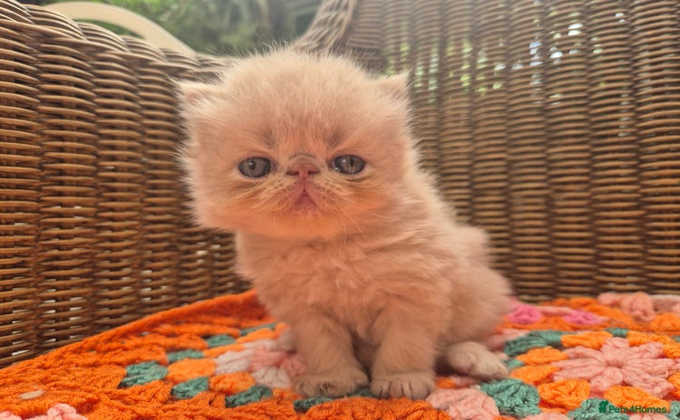 Persian cats - Advert 12