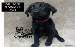 Mixed Breed dogs for sale: Uniquely Outstanding Czech GSD X Labrador Puppies  - Image 4