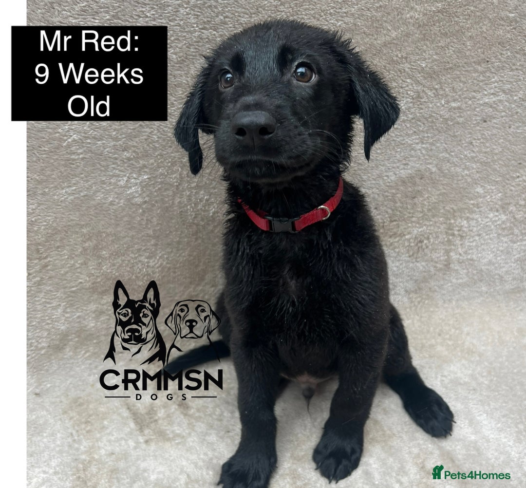Mixed Breed dogs for sale: Uniquely Outstanding Czech GSD X Labrador Puppies  - Image 4