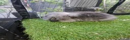 Mini Lop rabbits for sale: Seal point & sable lion lop baby rabbits 9 weeks - Advert 3
