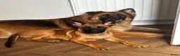 Belgian Shepherd Dog dogs for sale: 18 week old Belgian Malinois seeking forever home in Hamilton - Advert 6