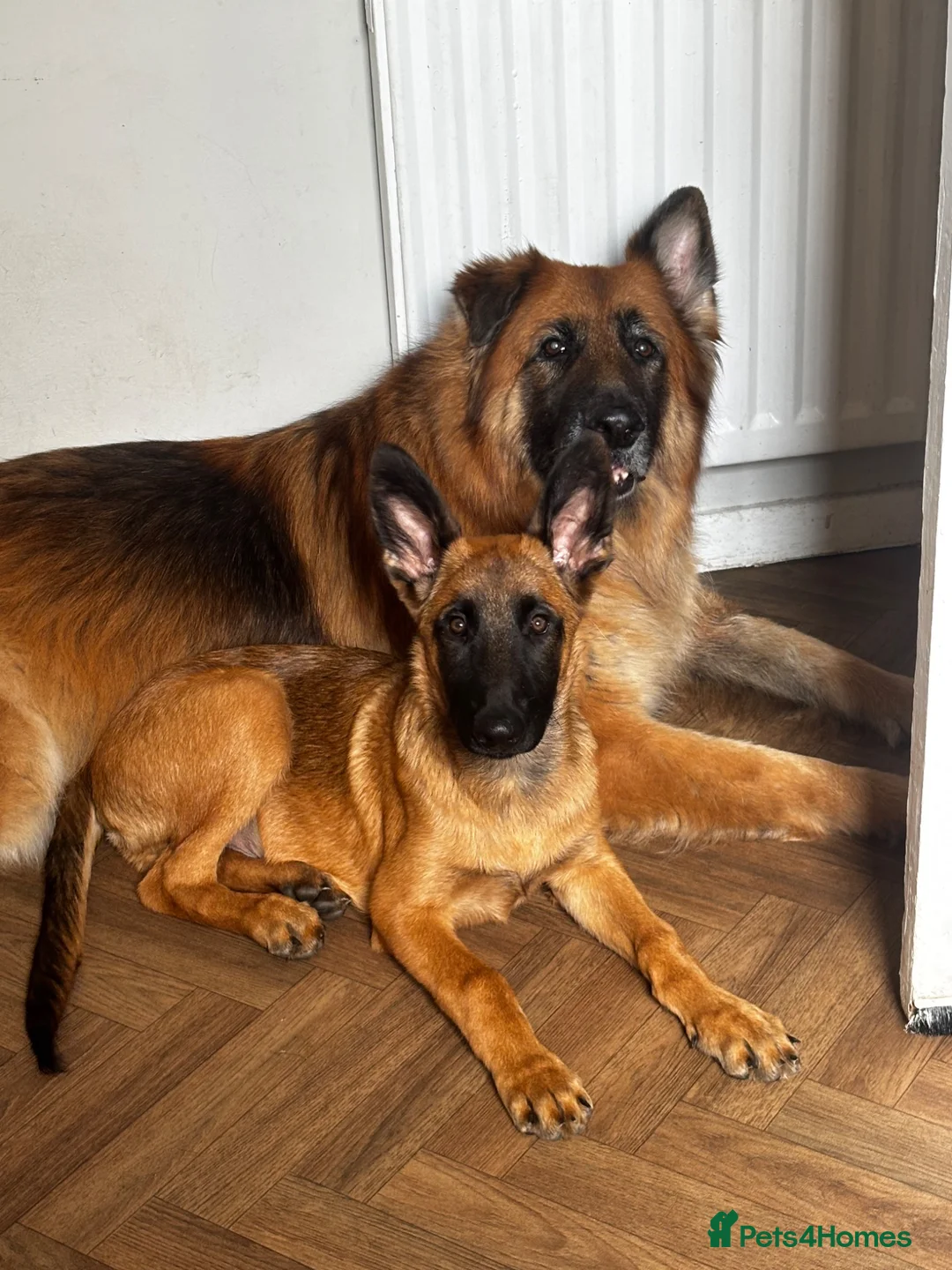 Belgian Shepherd Dog dogs for sale: 18 week old Belgian Malinois seeking forever home in Hamilton - Advert 6