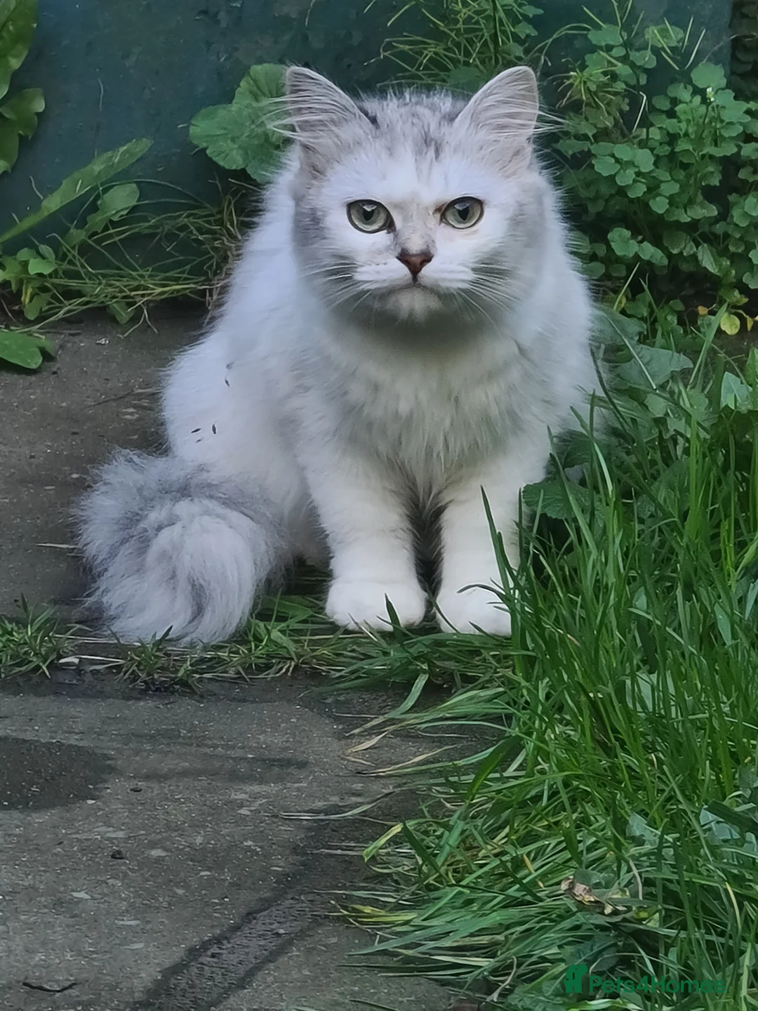 Mixed Breed cats for sale: Lovely Kittens for Sale 🐾 Low Allergy Risk  - Advert 2