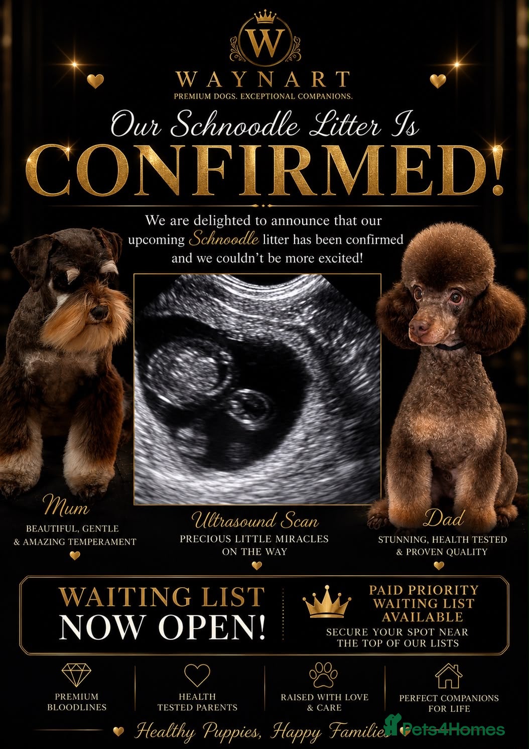 Schnoodle dogs 💫 WAITING LIST OPEN DNA CLEAR SCHNOODLES 💫  - Advert 1