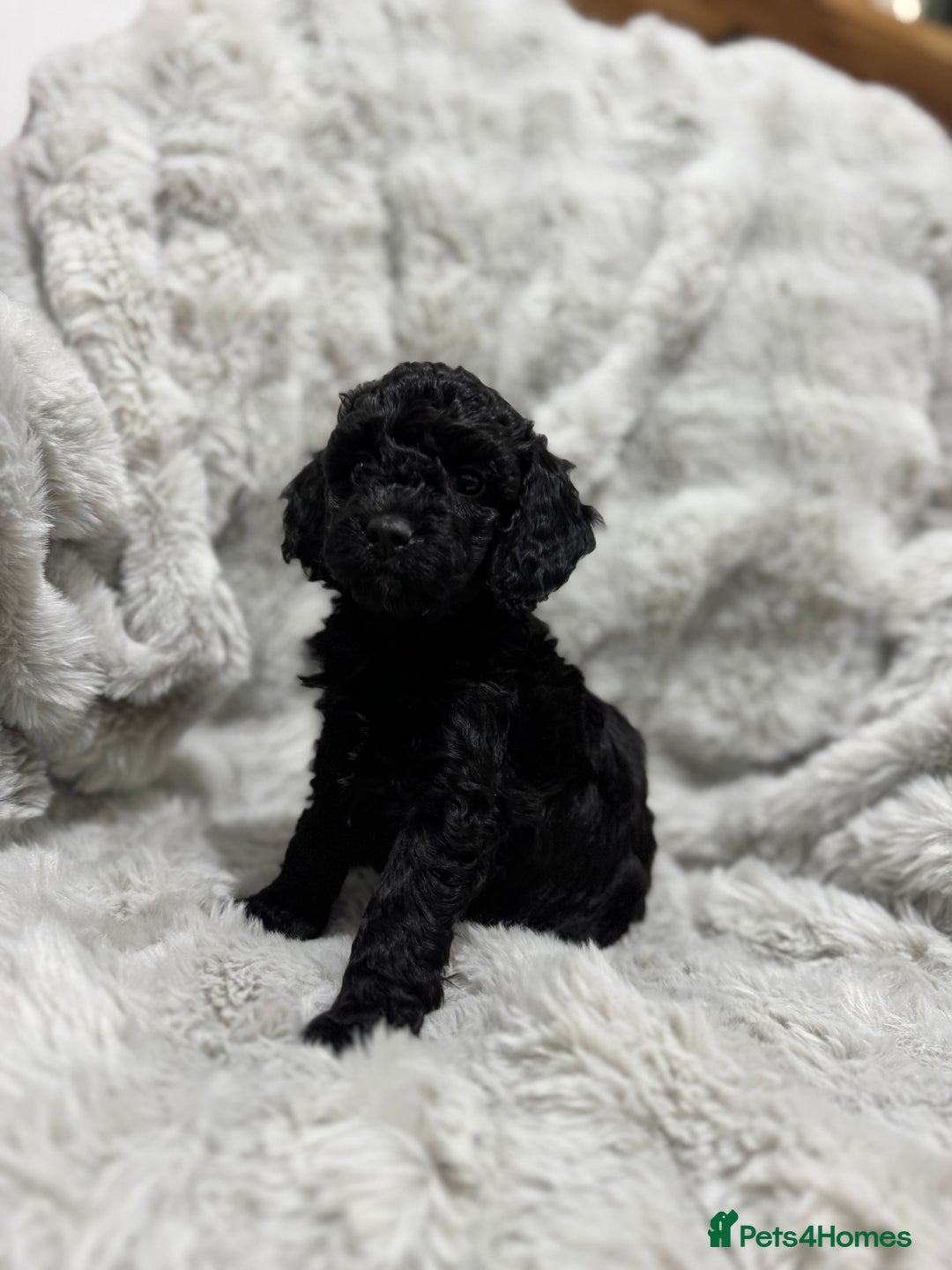 Cockapoo dogs for sale: F2 cockapoo puppies  - Advert 10