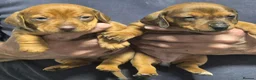 Miniature Dachshund dogs for sale: Miniature Dachshund Puppies  in Caernarfon - Advert 6