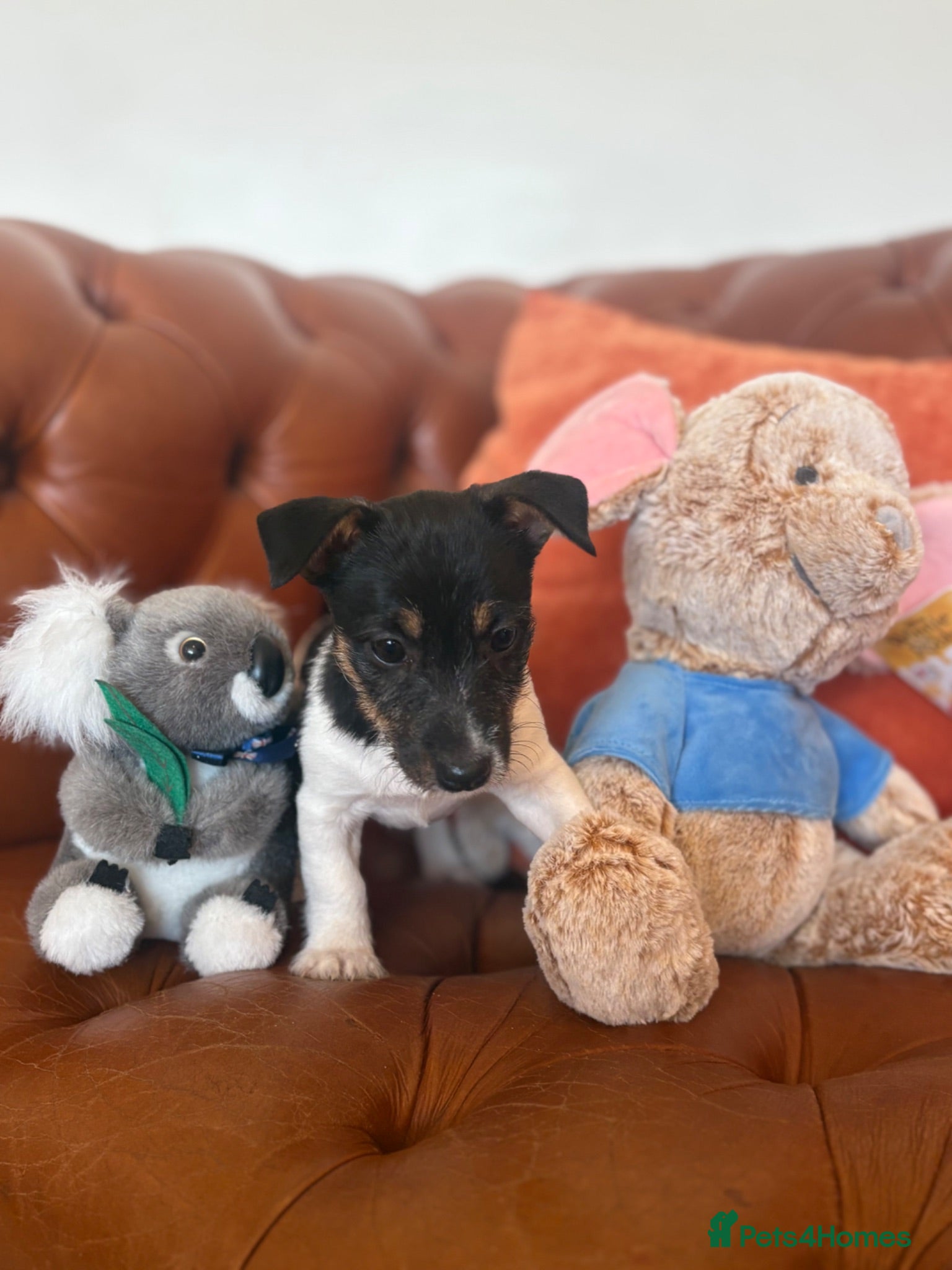 Jack Russell dogs Last little girl available  - Advert 11
