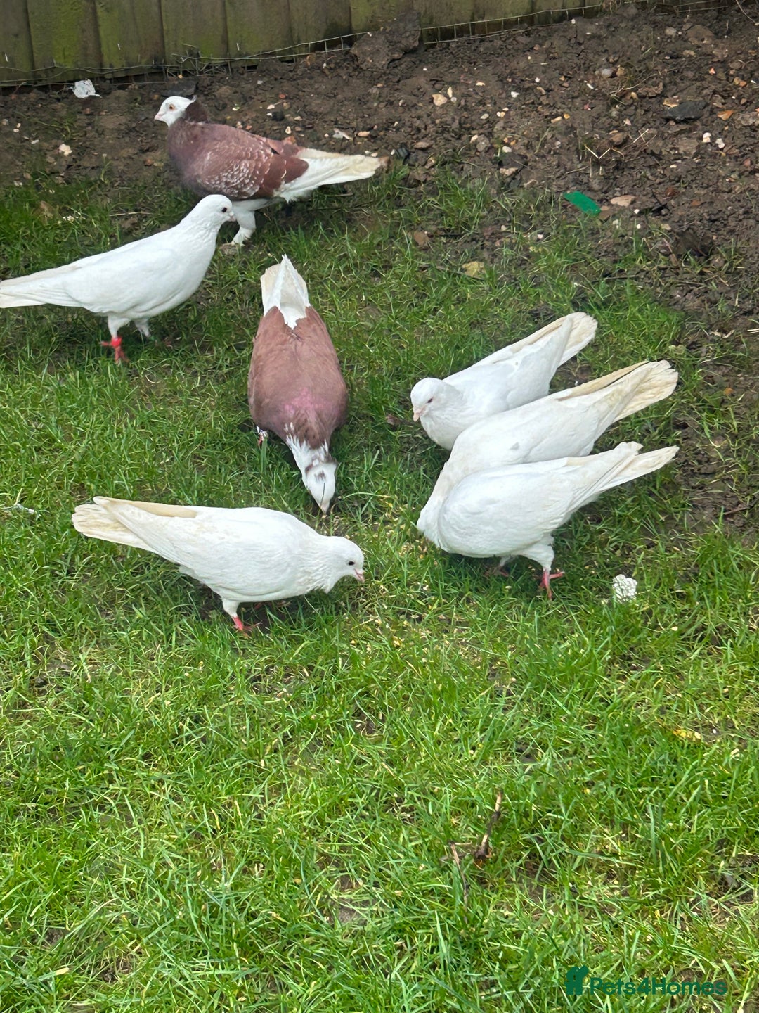 Pigeons birds for sale: Pigeons - Advert 2