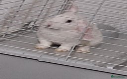 English Lop rabbits for sale: Female white english lop - Image 5