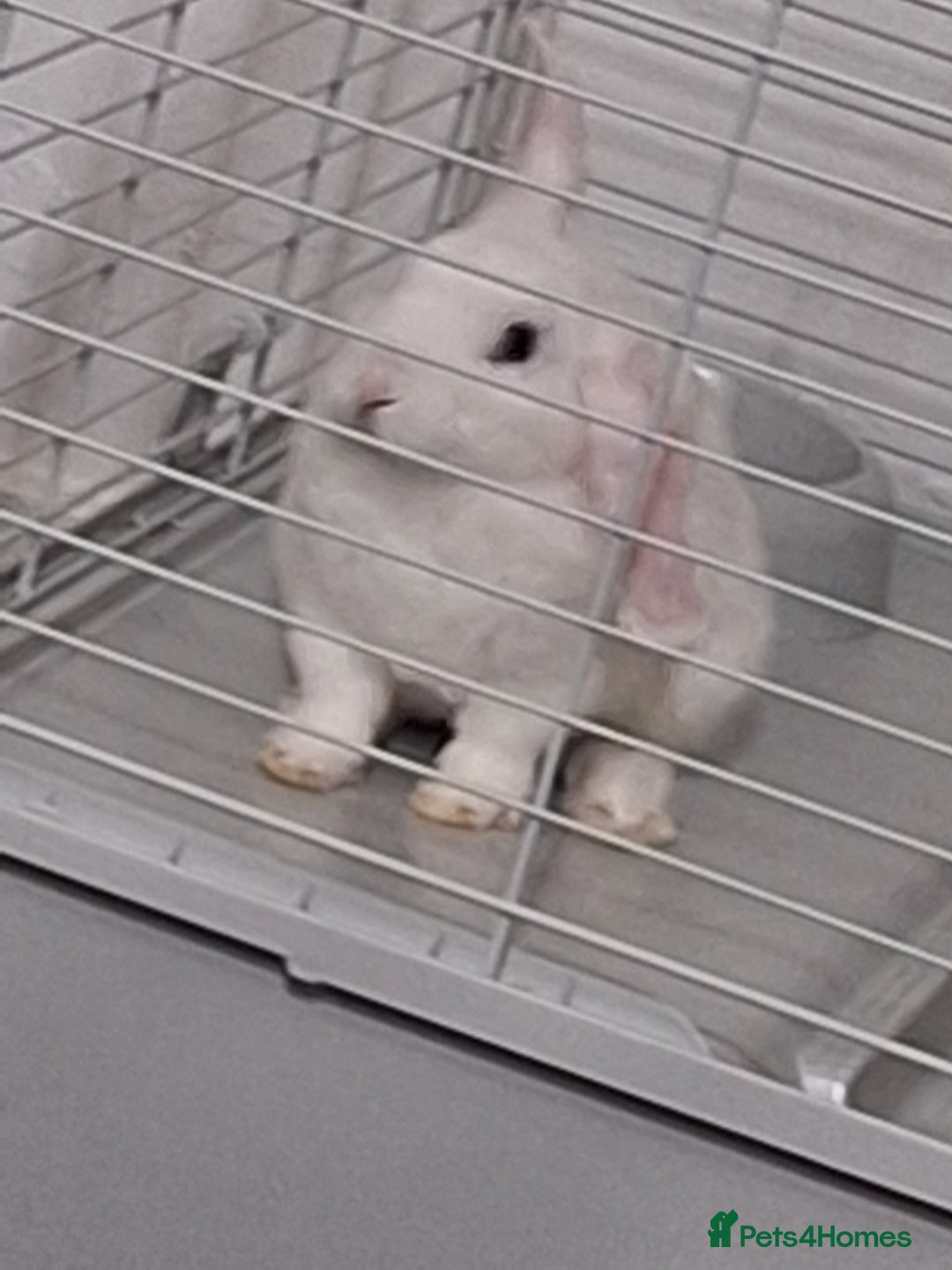 English Lop rabbits for sale: Female white english lop - Image 5