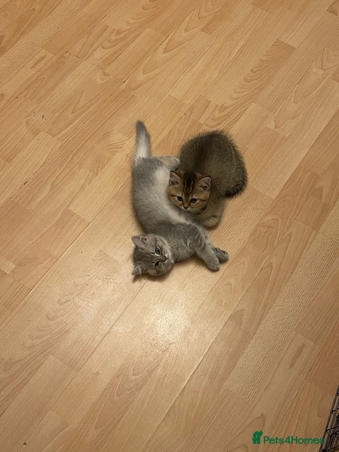 British Shorthair cats for sale: 4 adorable kitties for sale TICA registered - Advert 9