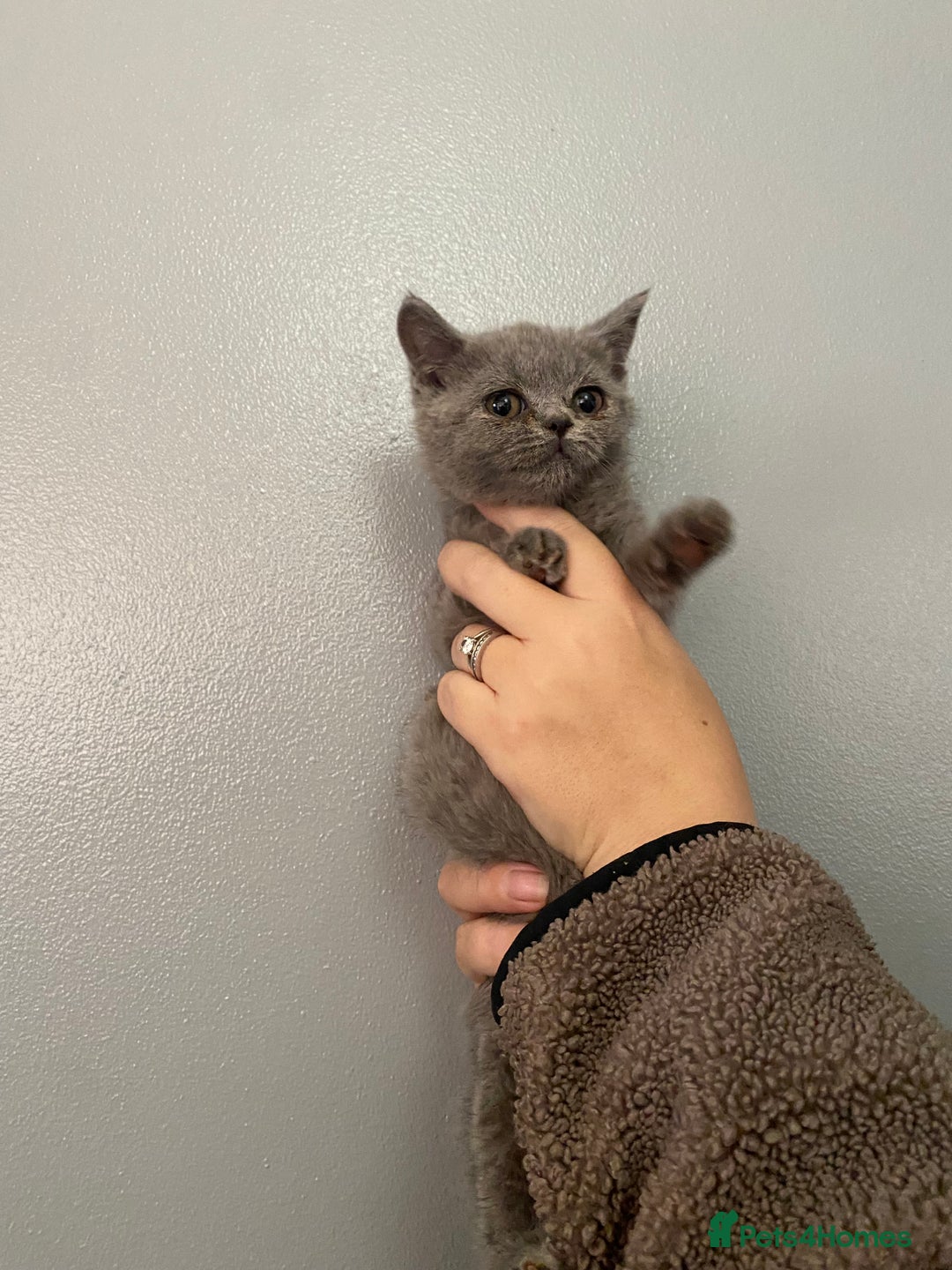 British Shorthair cats for sale: British shorthair kittens  - Image 8