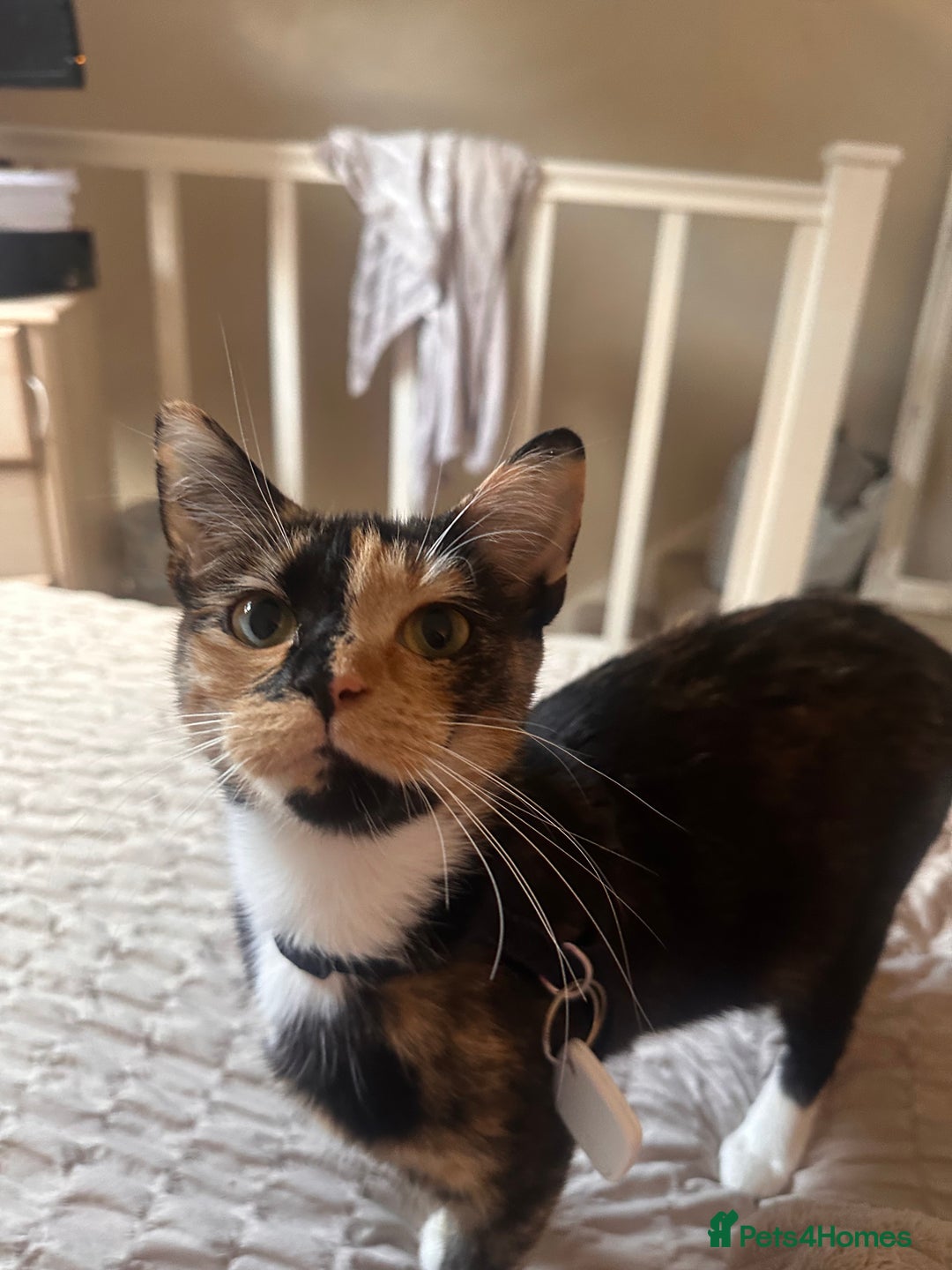 American Shorthair cats for sale: 6 kittens & 1 year old Mama for sale in Kent - Image 3