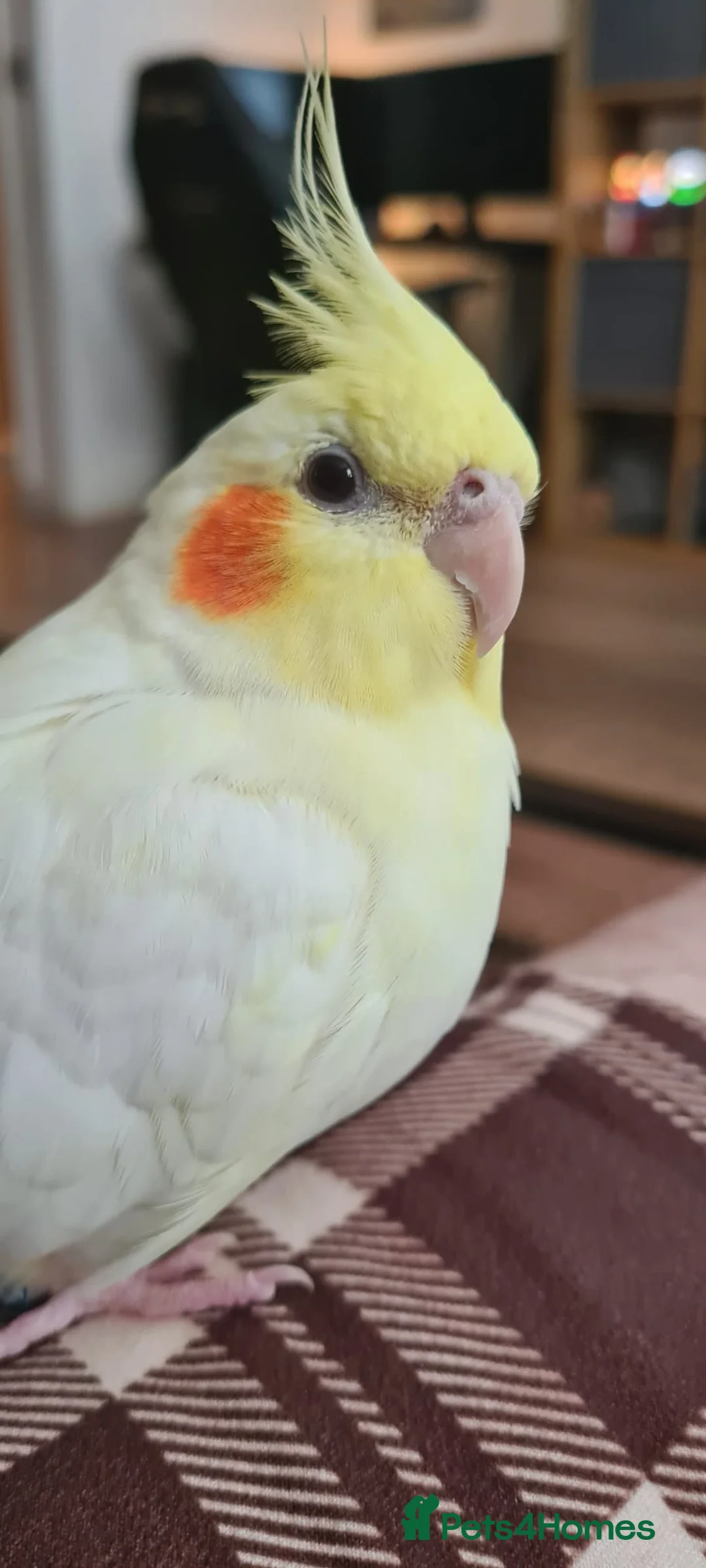 Cockatiels birds for sale: Friendly female lutino cockatiel in Doncaster - Advert 2