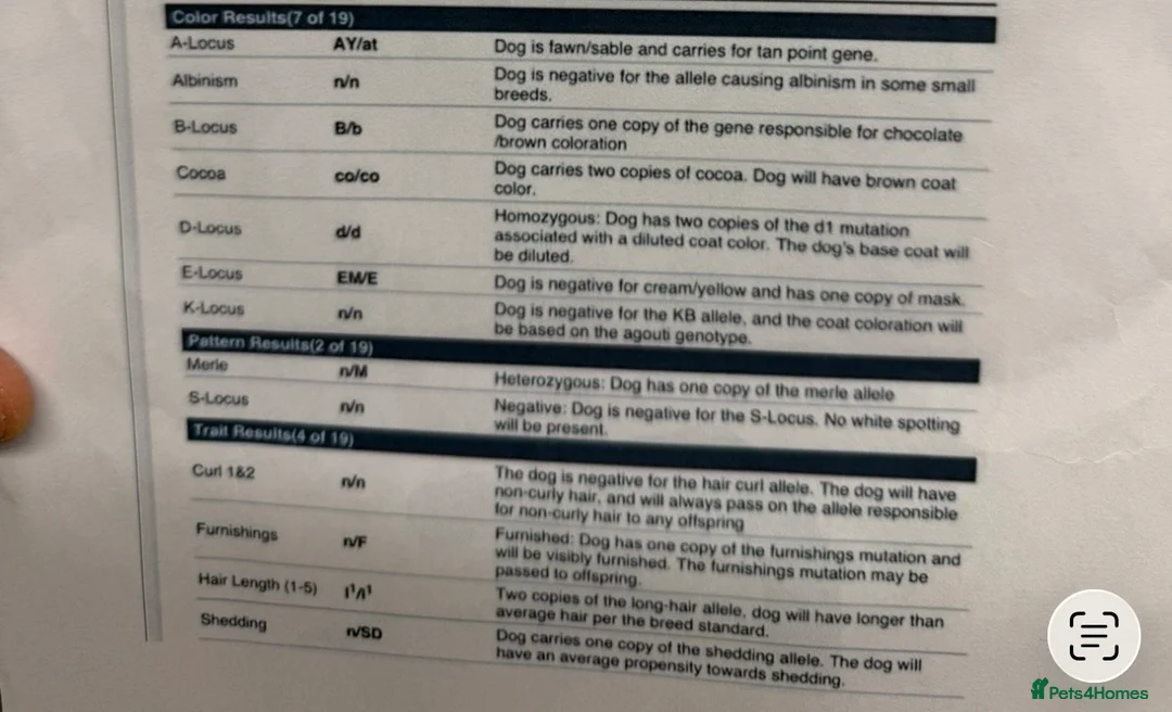 French Bulldog dogs for stud: FLOODLE TEDDY BEAT COAT FRENCHIE - Advert 2