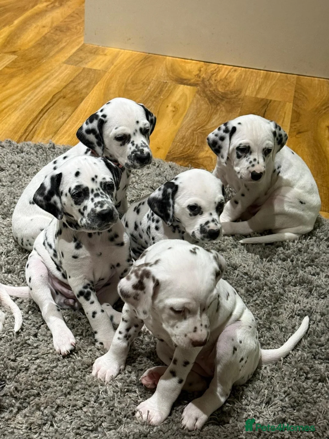 Dalmatian dogs for sale: Dalmation puppies for sale in Hayes - Advert 2