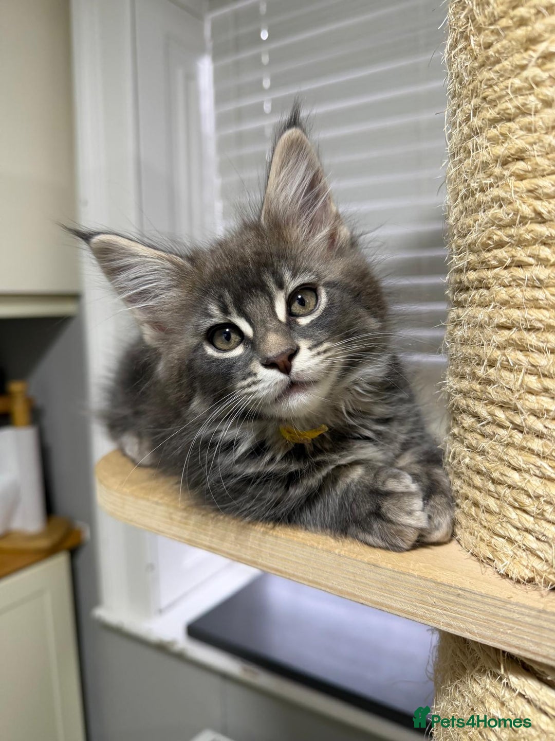 Maine Coon cats for sale: Beautiful friendly Maine Coon cross Kittens  - Advert 31
