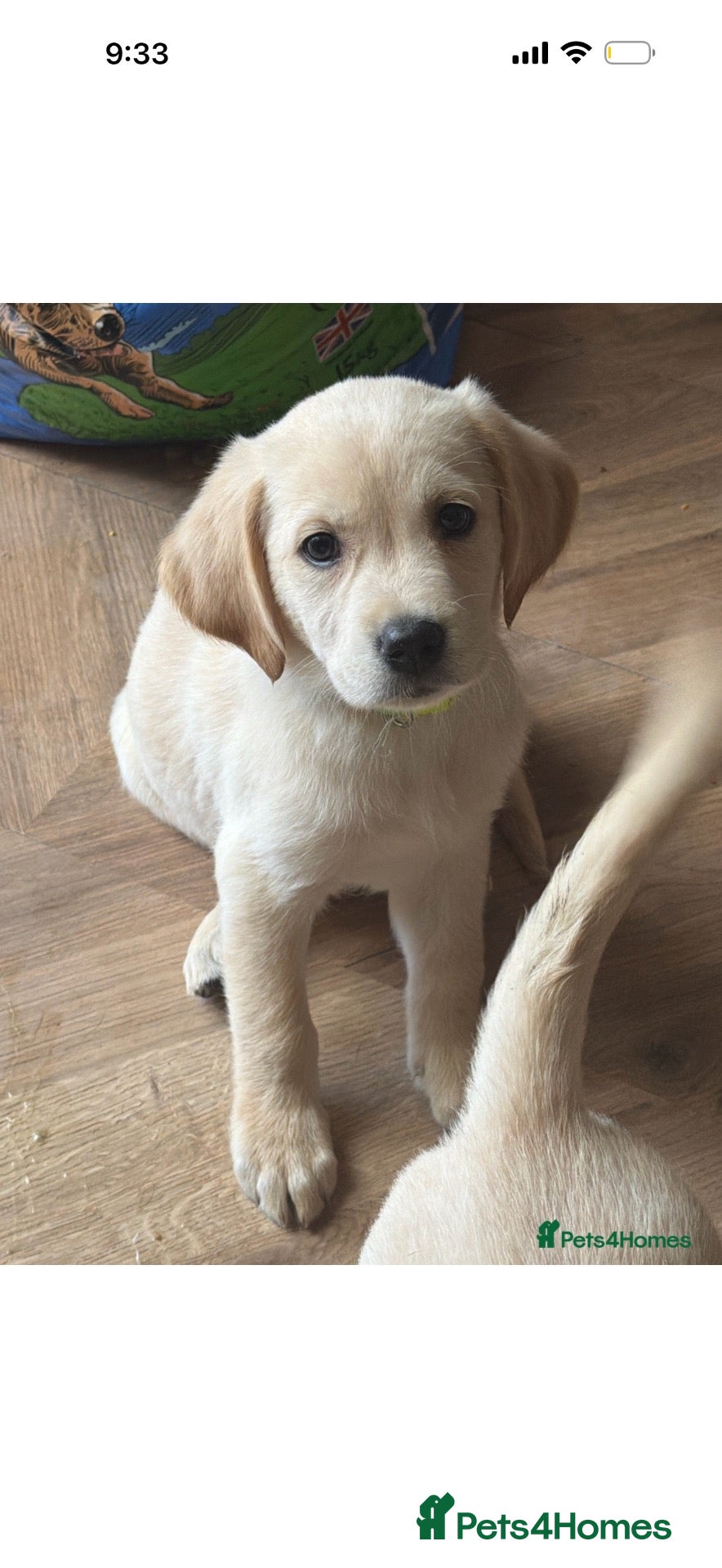 Goldador dogs 🐾 Stunning Goldador puppies 1 boy available 🐾 - Advert 1