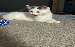 British Shorthair cats for sale: Kitten for sale - Image 3