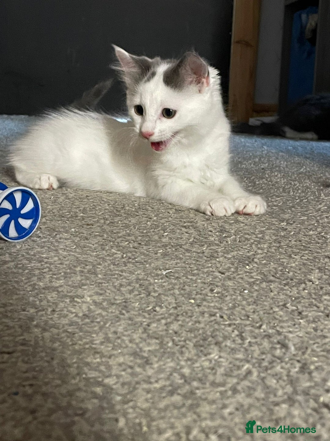 British Shorthair cats for sale: Kitten for sale - Image 3