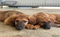 Mixed Breed dogs for adoption: Minnow (Hound/Shepherd mix) - Image 14