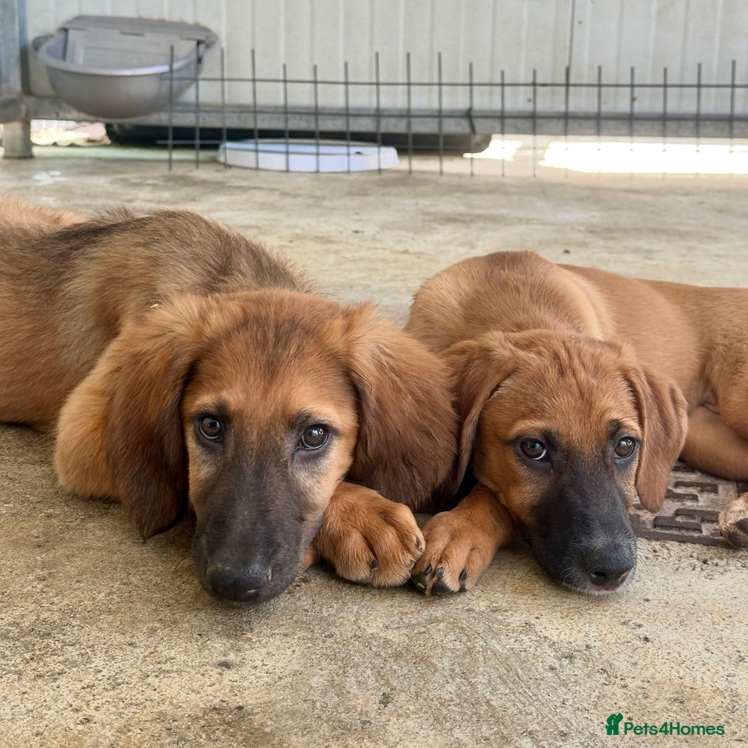 Mixed Breed dogs for adoption: Minnow (Hound/Shepherd mix) - Image 14