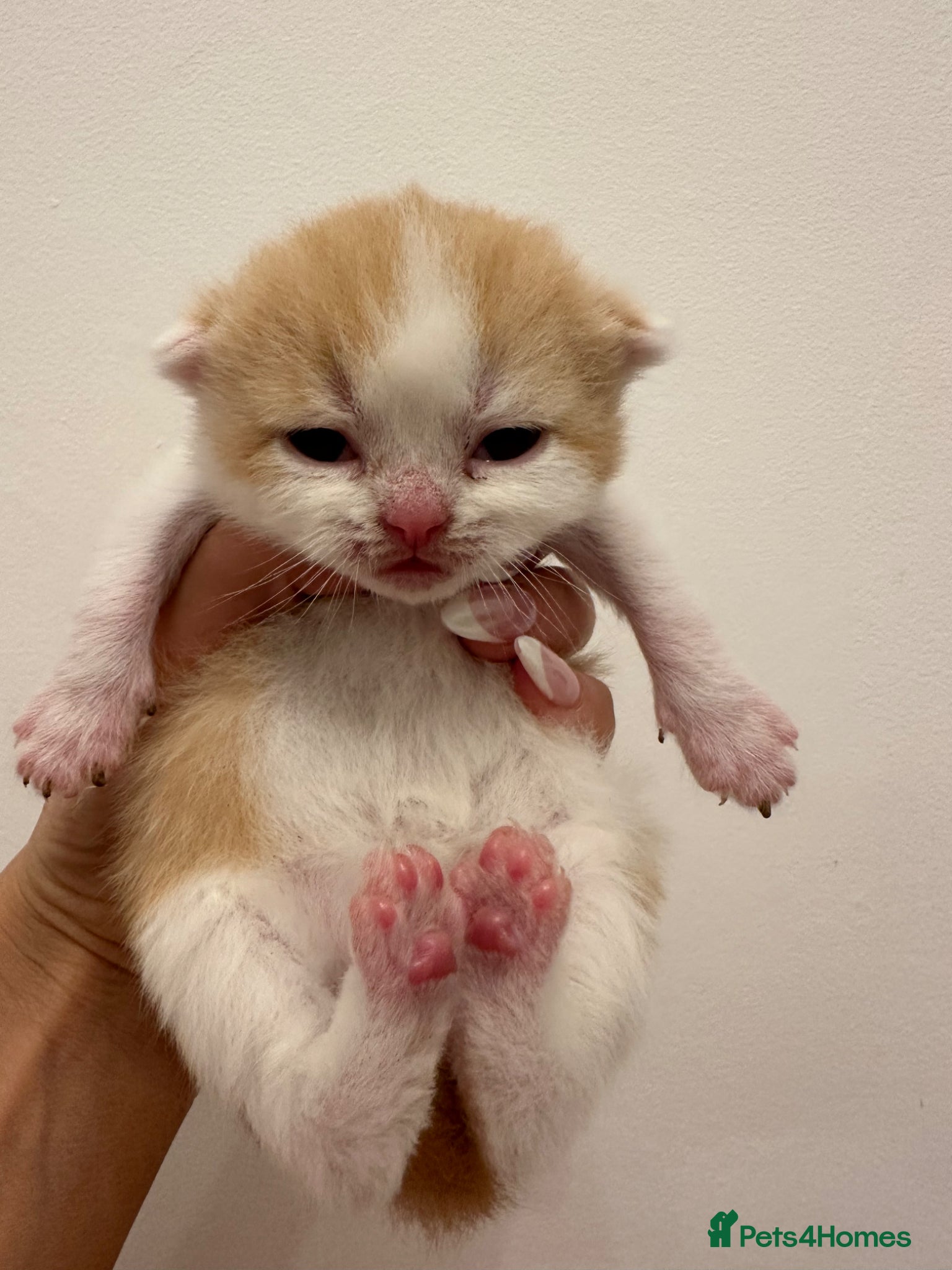 British Shorthair cats for sale: 🐻 Beautiful Pedigree Britishshort🐻 - Advert 7