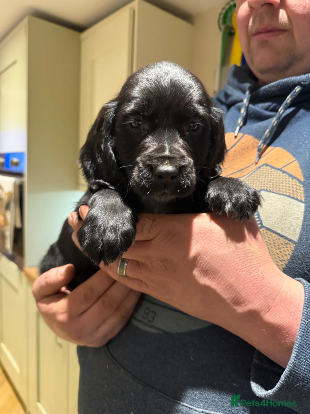 Cocker Spaniel dogs for sale: Stunning cocker spaniels  - Advert 2