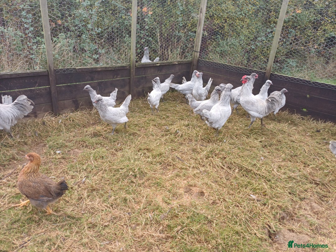Chickens poultry for sale: Lavender Aracuna  - Image 2