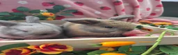 Mini Lop rabbits for sale: sooty fawn & Smoke Pearl Cashmere Does mini lop  - Advert 11