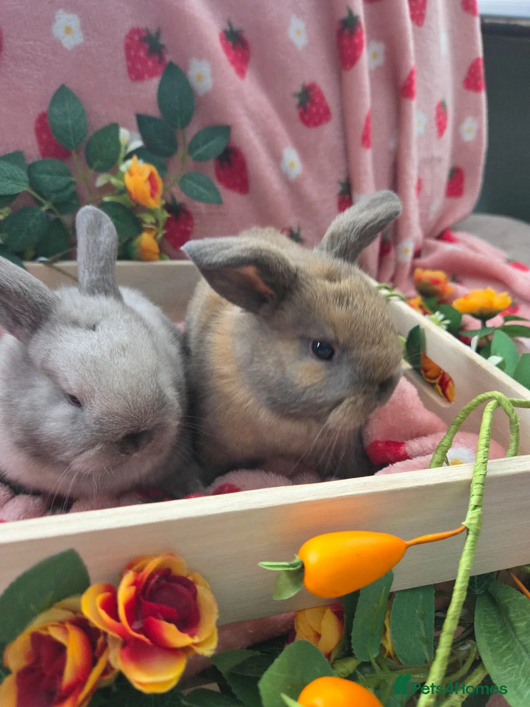 Mini Lop rabbits for sale: sooty fawn & Smoke Pearl Cashmere Does mini lop  - Advert 11
