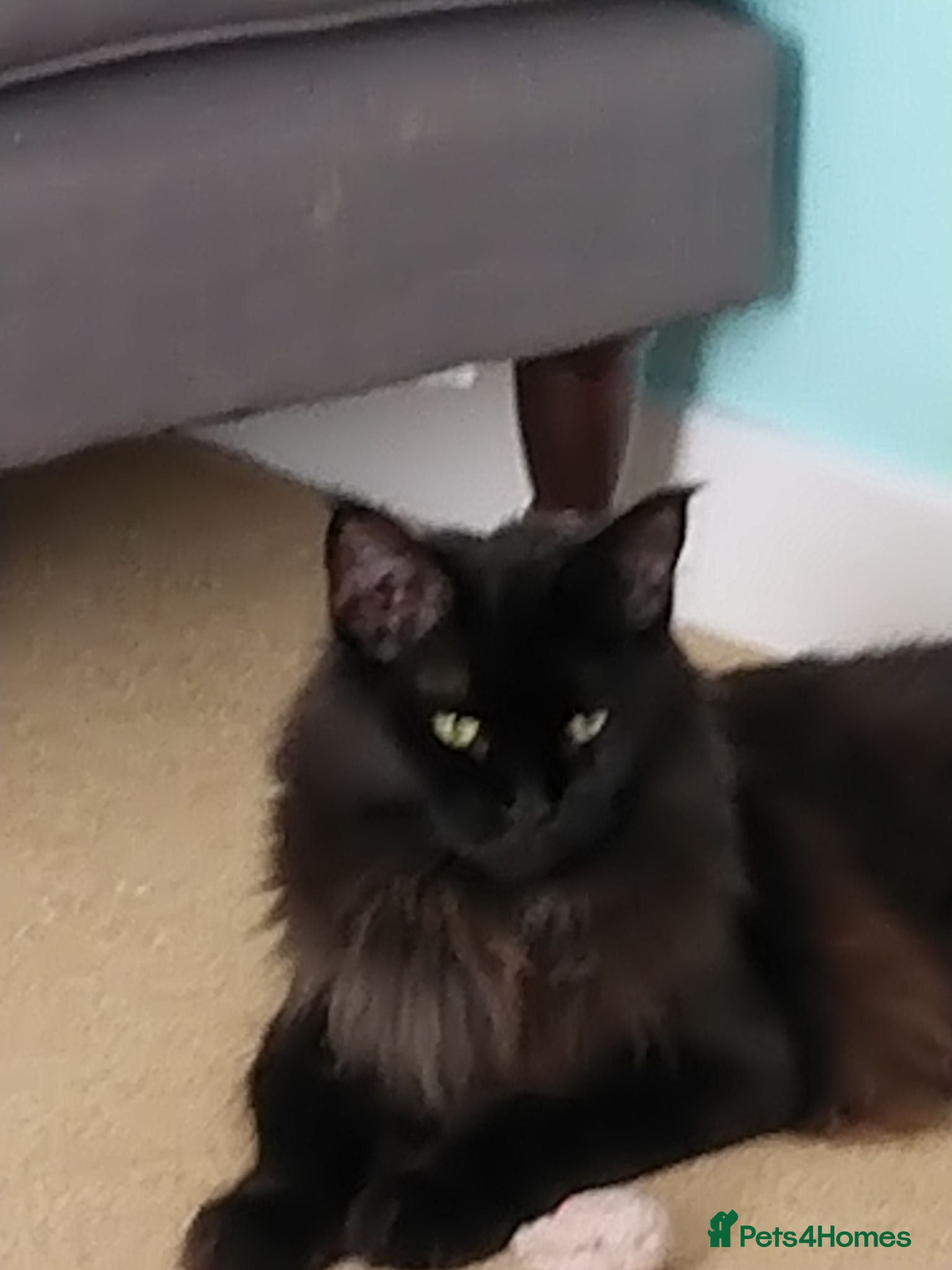 Maine Coon cats Beautiful female maine coon  - Advert 2