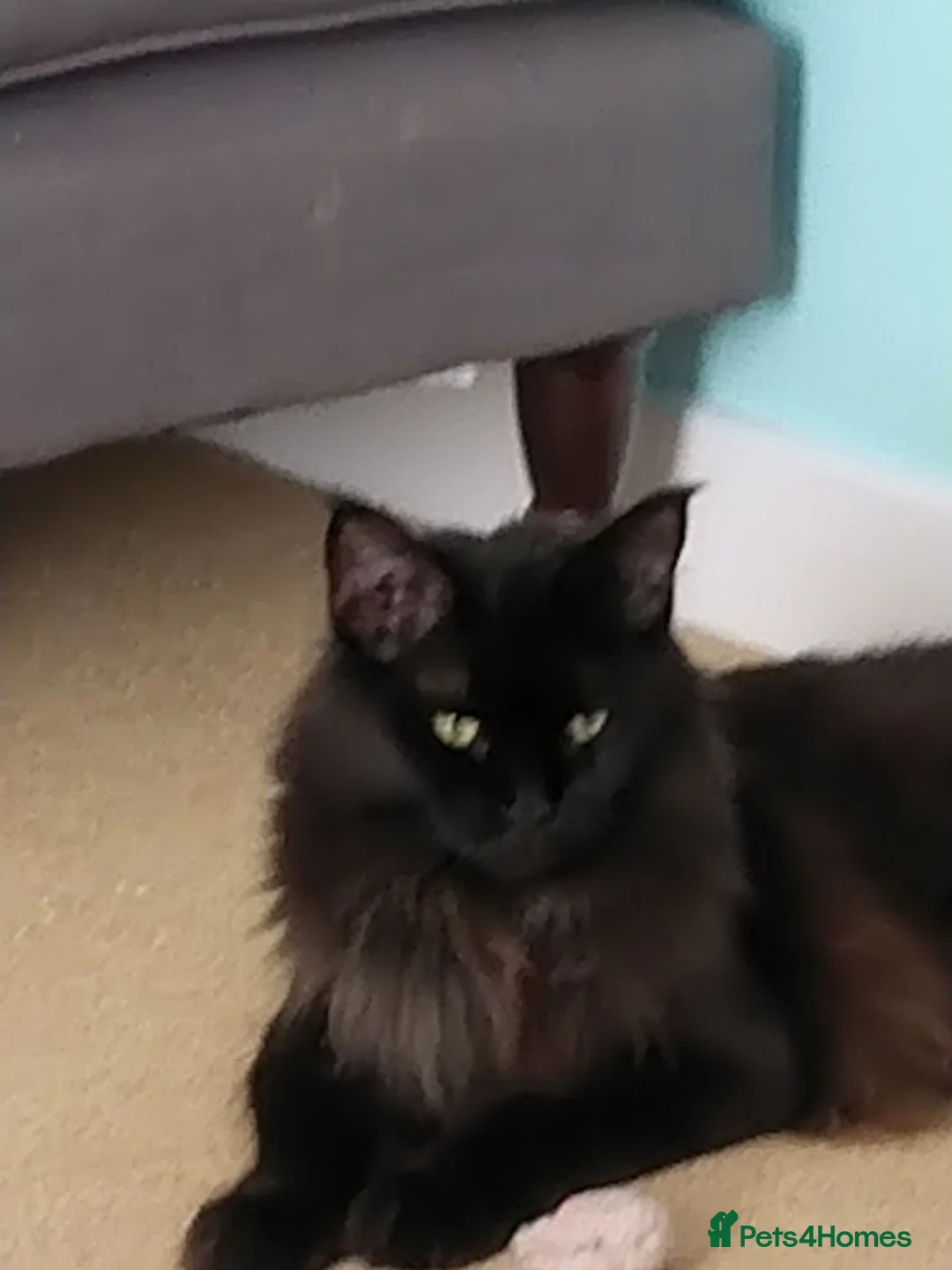 Maine Coon cats for sale: Beautiful female maine coon  - Advert 1